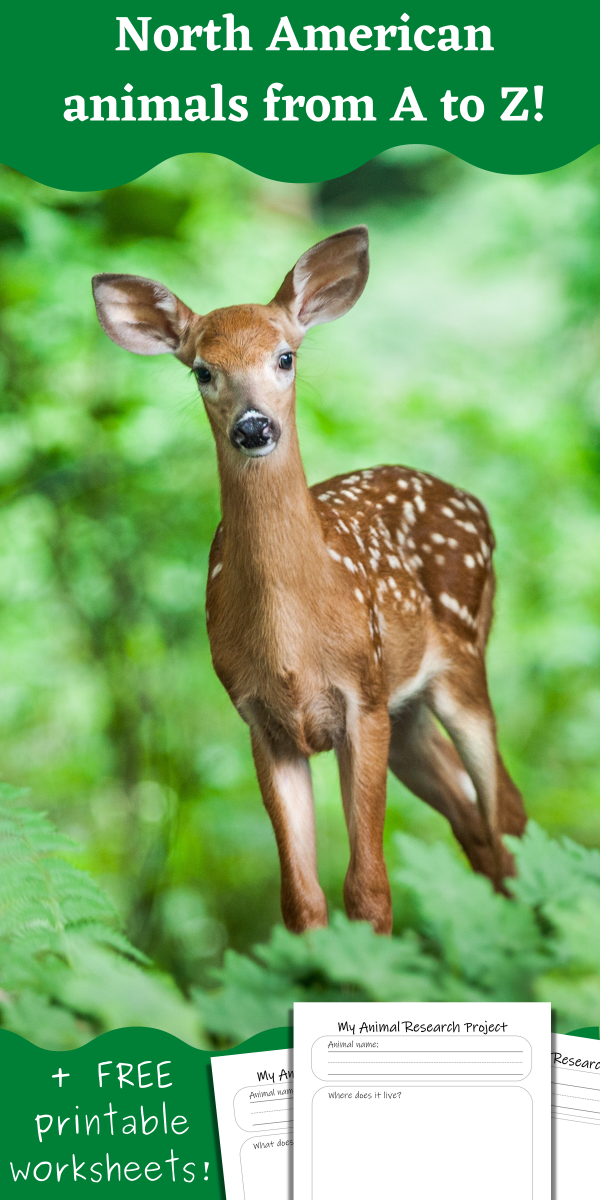 young deer