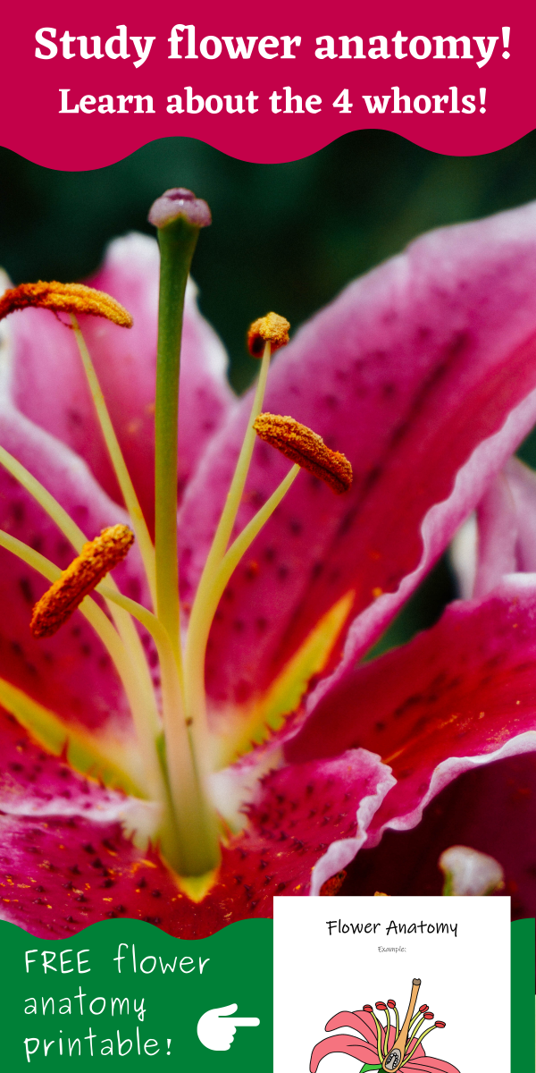 Close up of a lily flower