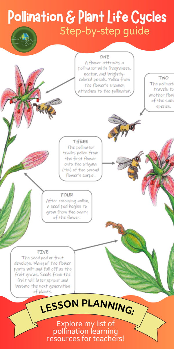 banner advertising a blog post about pollination and plant life cycles with a diagram of bees pollinating flowers