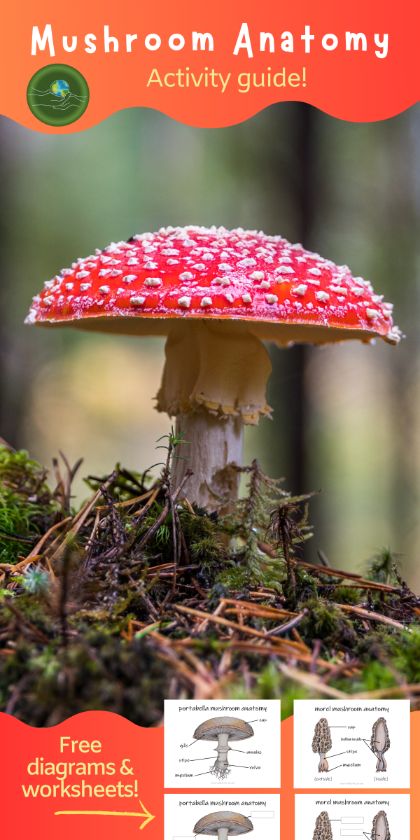 banner with a photo of a mushroom advertising "free diagrams and worksheets"