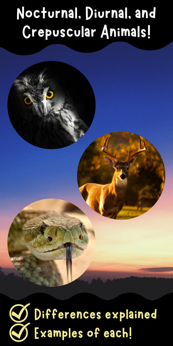 banner with the text "nocturnal, diurnal, and crepuscular animals" and pictures of animals overlaid on the sunset