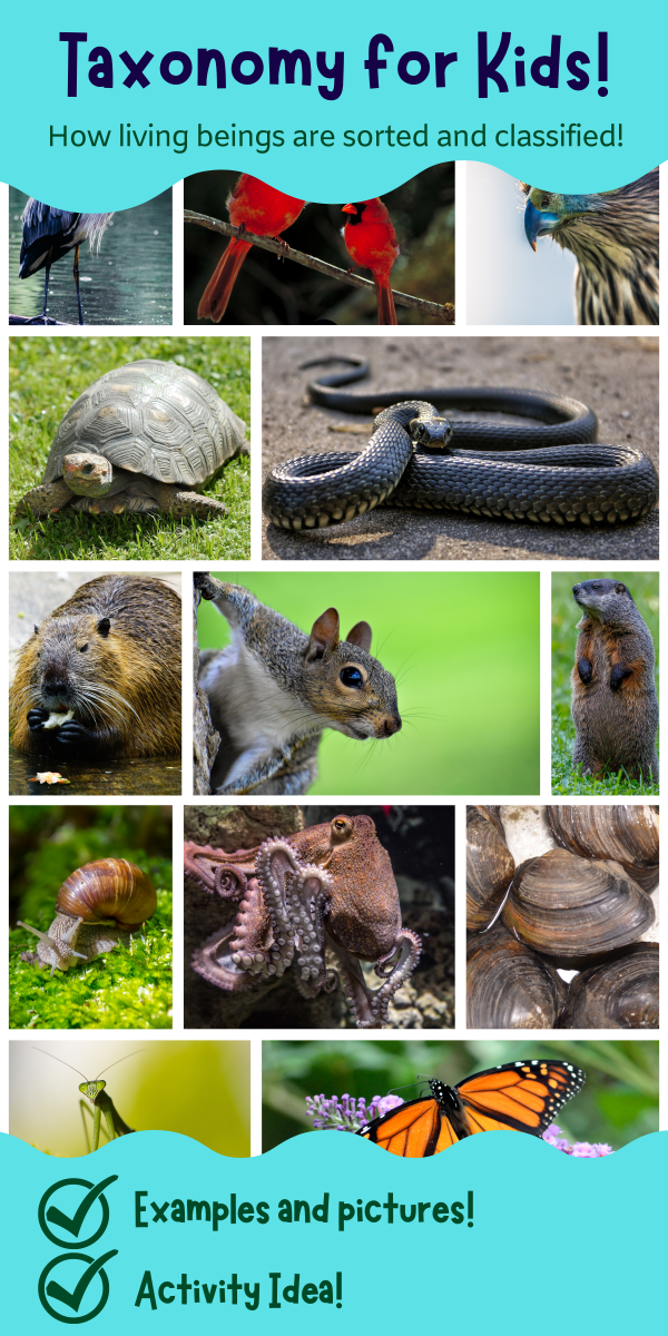 a banner with many different animals and the text "taxonomy for kids"