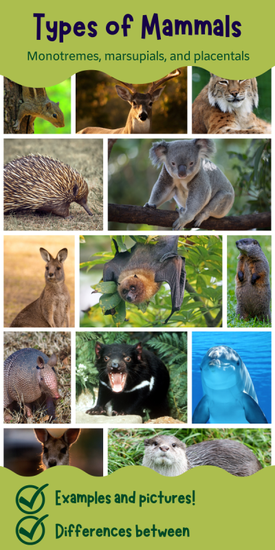 banner with pictures of mammals and the text "types of mammals: monotremes, marsupials, and placentals"