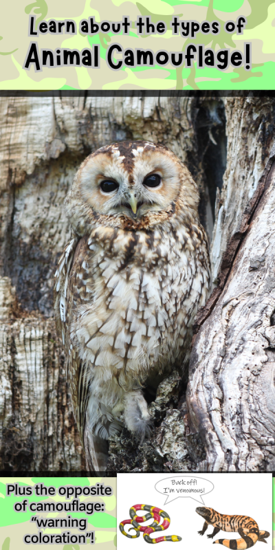 A banner with an owl that says "learn about the types of animal camouflage"