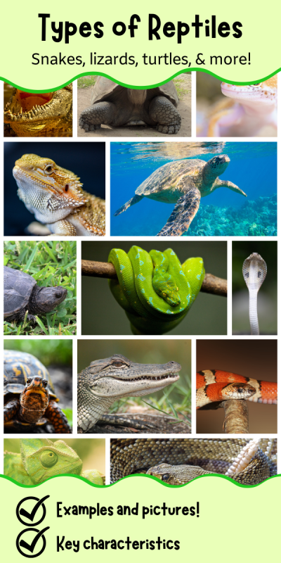 A banner with pictures of reptiles and the text "types of reptiles: snakes, lizards, turtles, and more!"