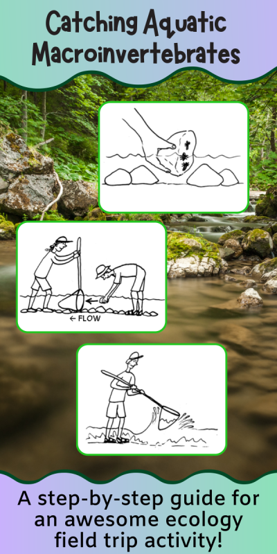 A banner with cartoons of people catching aquatic insects from water with nets, and the text "catching aquatic macroinvertebrates a step-by-step guide for an awesome ecology field trip activity!"