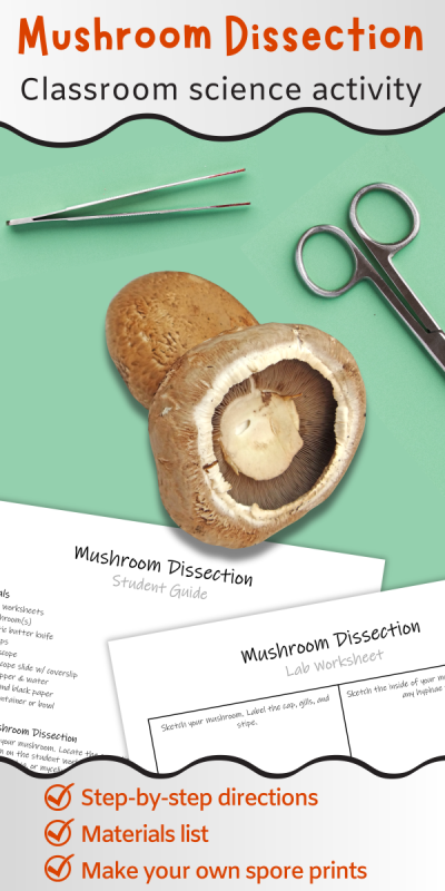 mushrooms, metal instruments, and worksheets