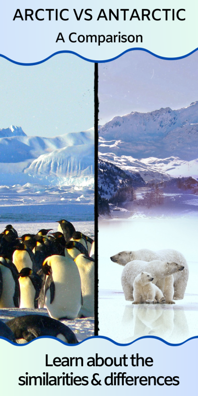 side by side picture of Arctic penguins and Antarctic polar bear