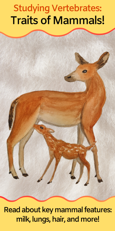 Illustration of a deer fawn nursing from its mother