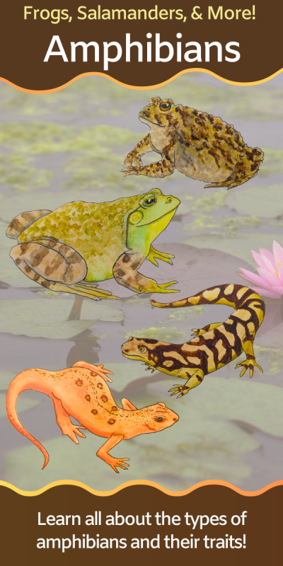 Illustrations of frogs and salamanders