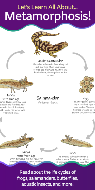life cycle diagram of a salamander
