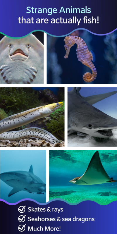 collage of strange and surprising fish species - sharks, rays, seahorses, eels