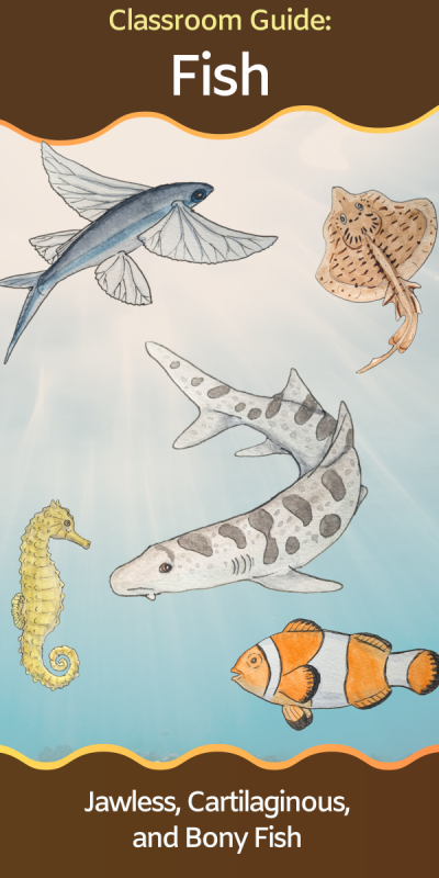 flying fish, skate, seahorse, shark, and clownfish illustrations