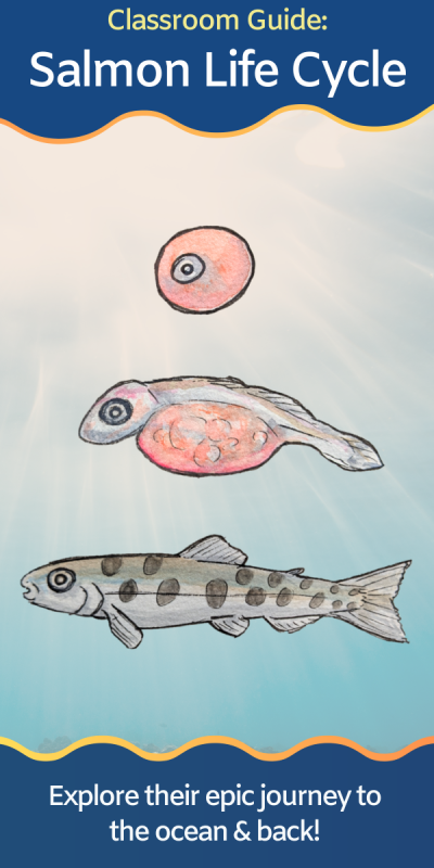salmon egg, alevin, and fry