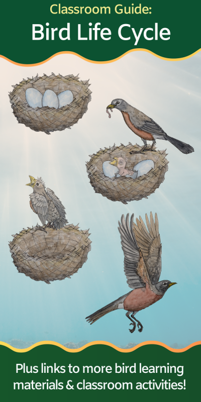 american robin life cycle images: birds on nests, eggs, and chicks