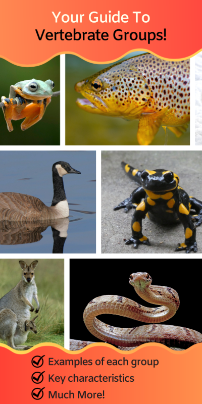 collage animals in the different vertebrate groups