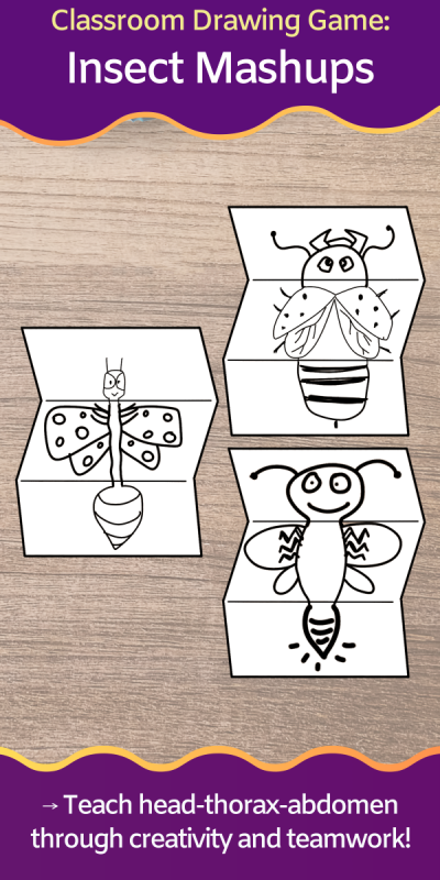Insects drawn in 3 parts - head, thorax, and abdomen