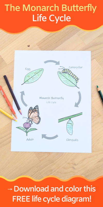 diagram of a monarch butterfly life cycle on paper next to 4 colored pencils