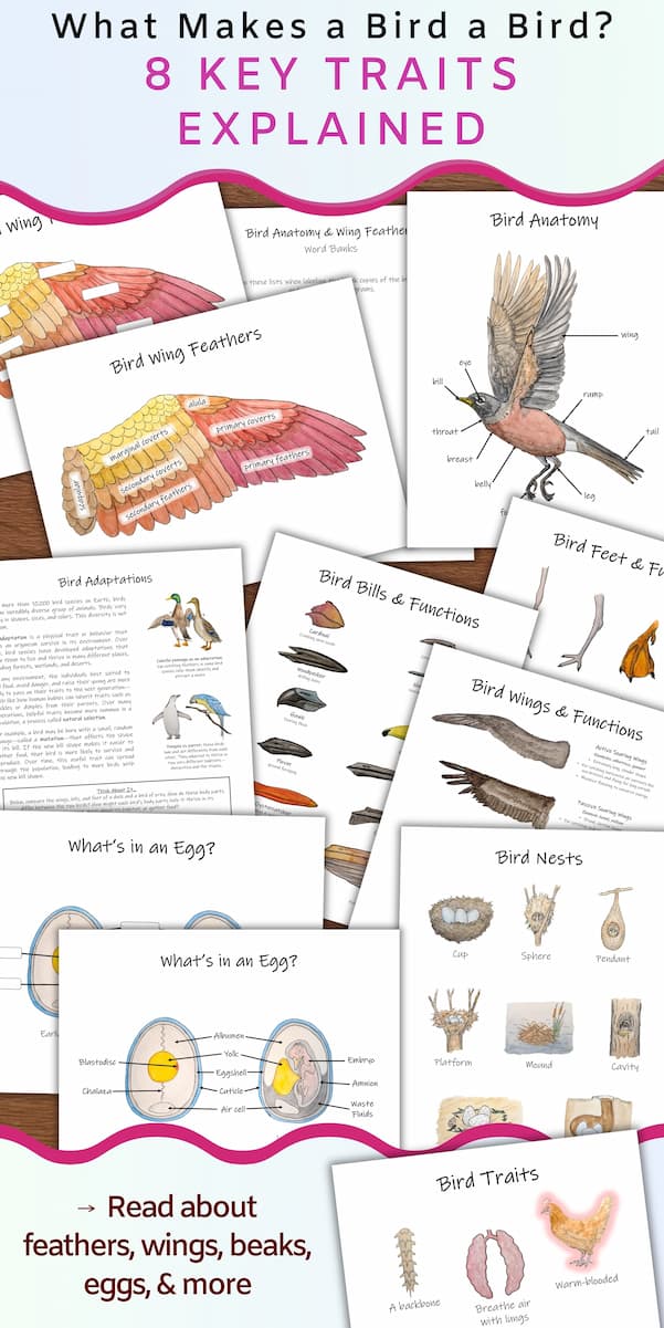 bird wing, egg, nest, beak, and feet handouts